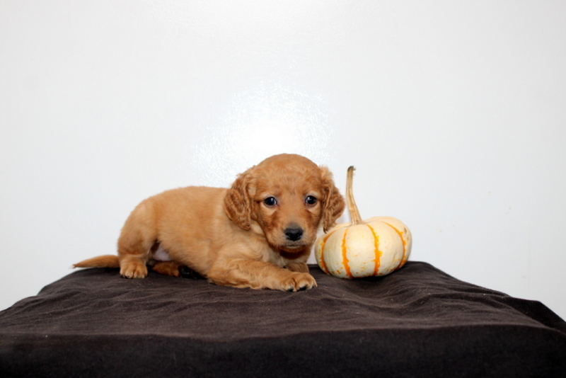 puppy, for, sale, Mini Golden Doodle F2, Matthew B. Stoltzfus, dog, breeder, Gap, PA, dog-breeder, puppy-for-sale, forsale, nearby, find, puppyfind, locator, puppylocator, aca